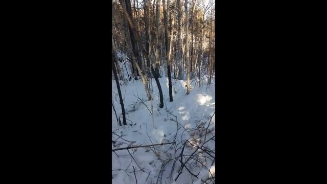 Как я поймал своего первого волка/ ОХОТА НА ВОЛКА В БУРЯТИИ смотреть онлайн