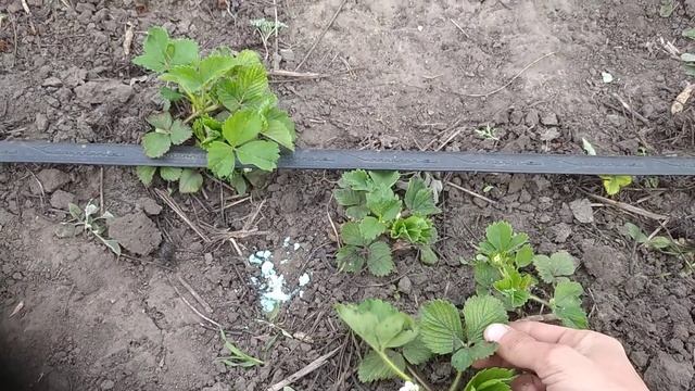 Хлороз клубники. Проблема? - Уже НЕТ. Вылечил. Итоги смотреть онлайн