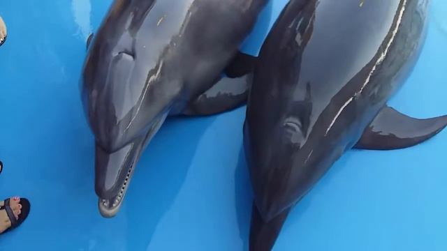 Дельфины, умные и красивые!!! смотреть онлайн