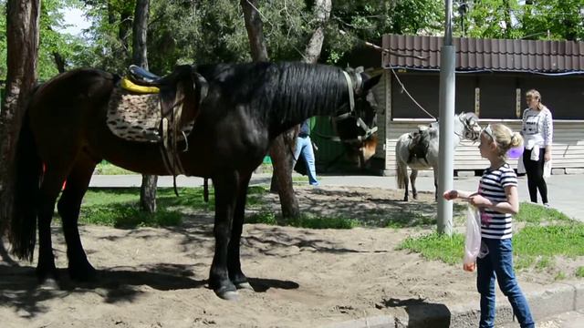Смотреть всем!! Лошадка просит курагу. смотреть онлайн