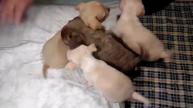 Малыши чихуахуа смотреть онлайн