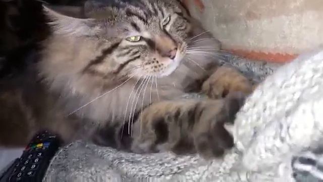 Кот Пряник топчет топталку