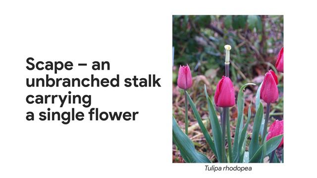 Flower Structure- Flower Anatomy