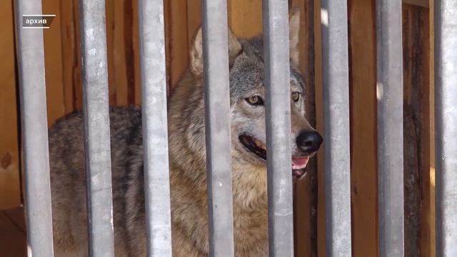 НАЙДЕННАЯ В ЦЕНТРЕ ВОЛЧИЦА СКОНЧАЛАСЬ ОТ УКУСА КЛЕЩА смотреть онлайн