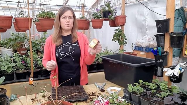 Как вырастить фуксию.Как размножаем фуксию и пересаживаем.2021г Www.tx-trunov.ru