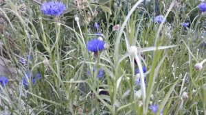 Самые неприхотливые цветы - ВАСИЛЬКИ. Многолетник.