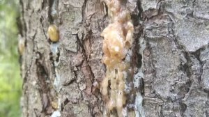 Еловая живица: чем она отличается от сосновой и чем полезна