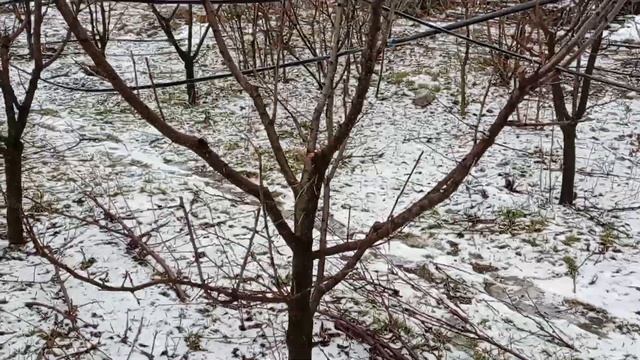 (.2) Дополнение к вчерашнему видео невысокие плодовые деревья смотреть онлайн