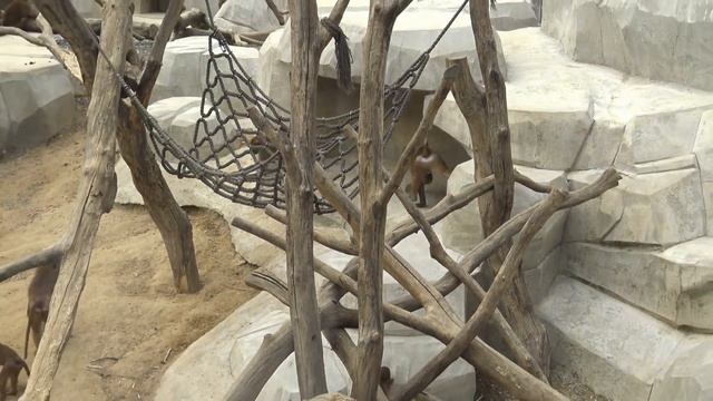 ► L’enclos des babouins au Zoo de Vincennes (Parc Zoologique de Paris) смотреть онлайн