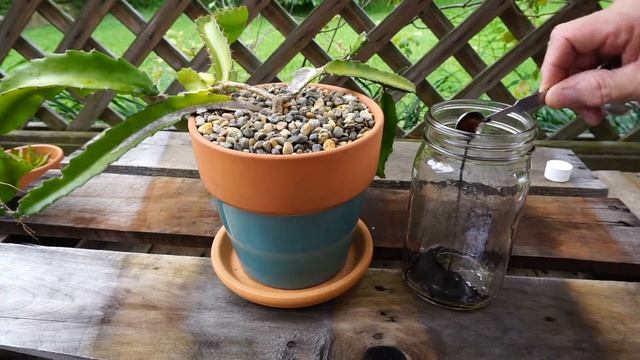 Fertilizing A Hylocereus Cactus With Liquid Seaweed смотреть онлайн