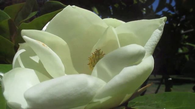 Bees love Southern Magnolia flowers смотреть онлайн