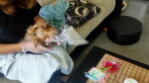 Как покрасить собаку