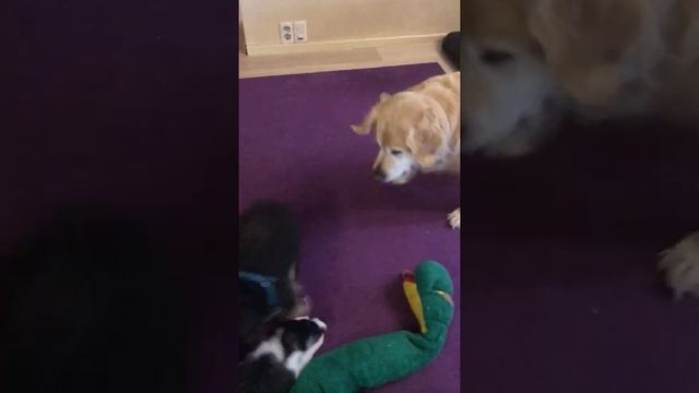 Щенки в добрые руки, 3 месяца смотреть онлайн