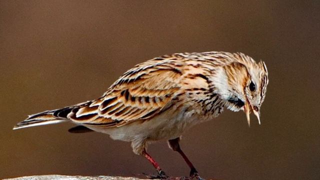 Полевой жаворонок, или обыкновенный полевой жаворонок (лат. Alauda arvensis) смотреть онлайн