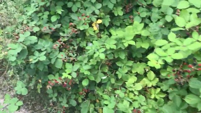 # 38 Vlog - САМОЕ ЧИСТОЕ ОЗЕРО смотреть онлайн