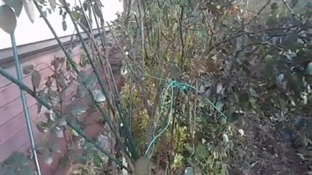 Осенняя укладка плетистой розы ЛАГУНА смотреть онлайн