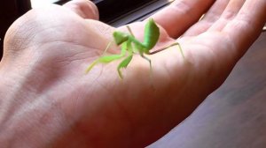 БОГОМОЛ КАК ДОМАШНЕЕ ЖИВОТНОЕ / Богомол дома / Чем кормить богомола? / Как ухаживать за богомолом?