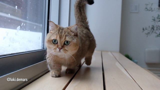 Loki Scottish Straight Munchkin Walking Towards You смотреть онлайн