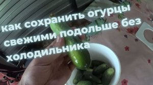 Как сохранить огурцы свежими подольше без холодильника. ПРОВЕРКА ЛАЙФХАКА.