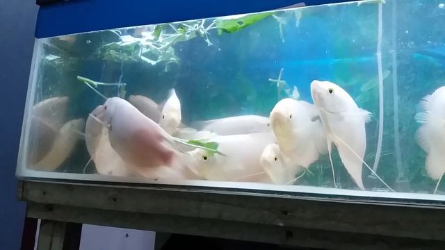 Gurami padang / gurami albino lagi makan ( EAT FISH ) .... смотреть онлайн