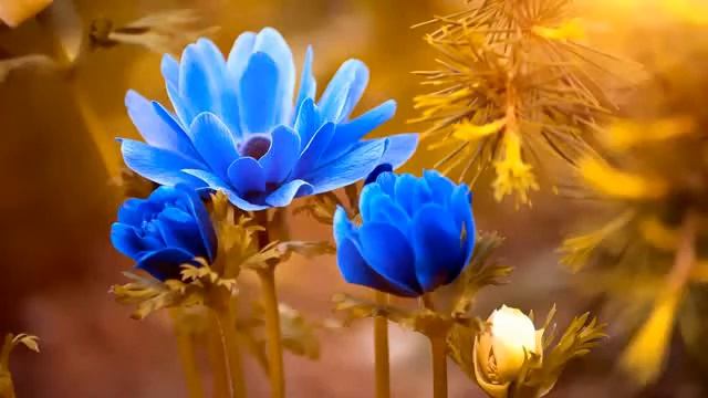 Ошо, Часть - 12. Внутренний свет, озвучивает Nikosho.