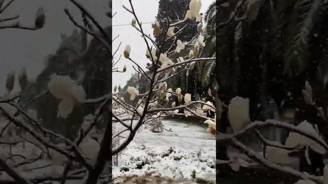 Снегопад в Сочи смотреть онлайн