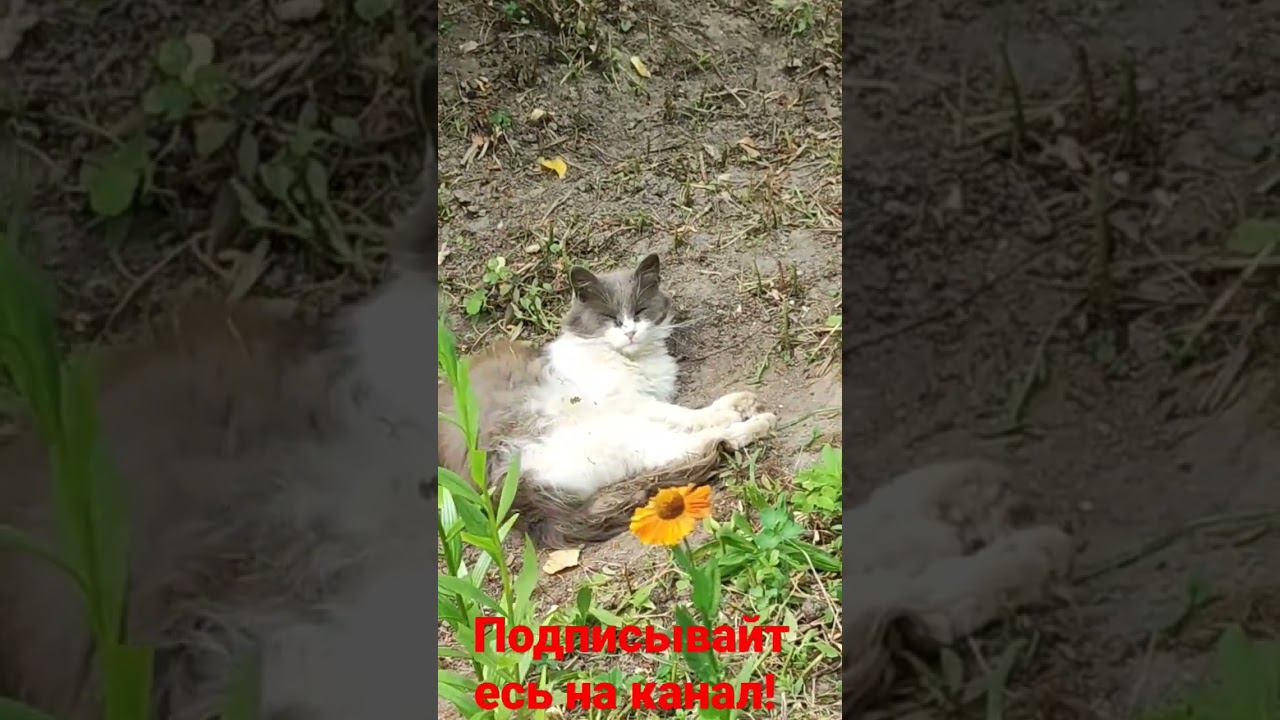 Барсик и прятки от жары! смотреть онлайн