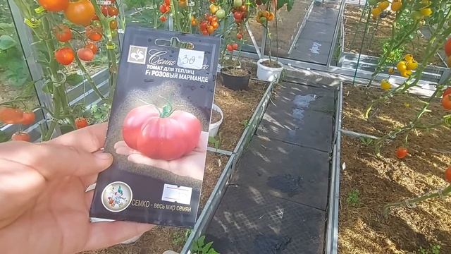 10 лучших розовых томатов F1 для теплиц Ленинградской обл. смотреть онлайн