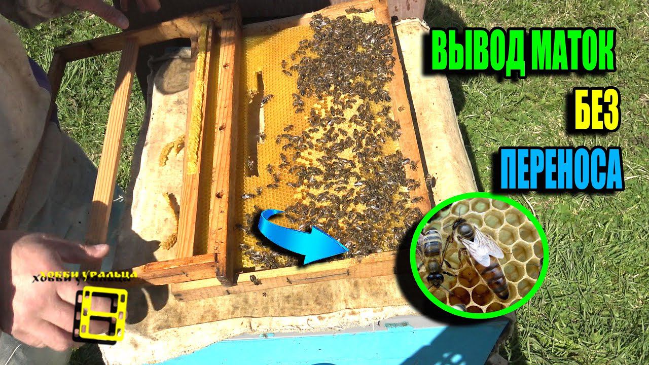 ВЫВОД ПЧЕЛИНЫХ МАТОК БЕЗ ПЕРЕНОСА ОТ "А" ДО "Я" ДЛЯ ЛЮБИТЕЛЕЙ, ДЛЯ НАЧИНАЮЩИХ ПЧЕЛОВОДОВ 24-16 смотреть онлайн