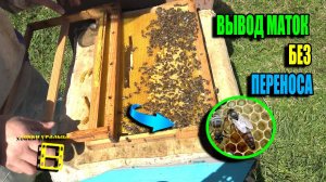 ВЫВОД ПЧЕЛИНЫХ МАТОК БЕЗ ПЕРЕНОСА ОТ "А" ДО "Я" ДЛЯ ЛЮБИТЕЛЕЙ, ДЛЯ НАЧИНАЮЩИХ ПЧЕЛОВОДОВ 24-16