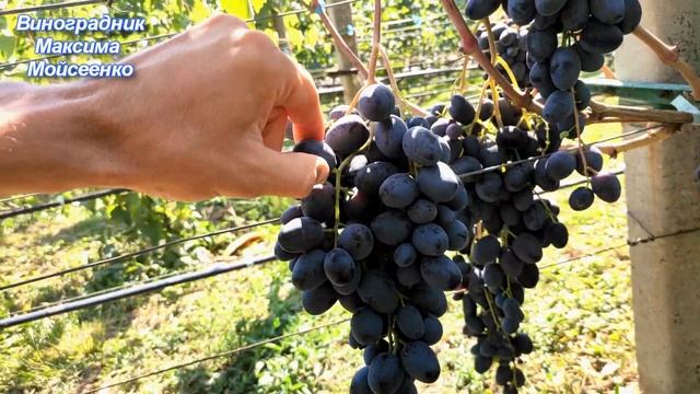 Матадор 2020г. под нагрузкой. смотреть онлайн