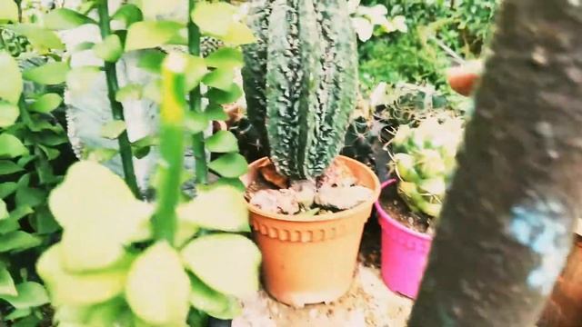 How To Graft Lophophora Onto Pereskiopsis Rootstock #Lophophora #Cactusgraft #Cactus #Pereskiopsis смотреть онлайн