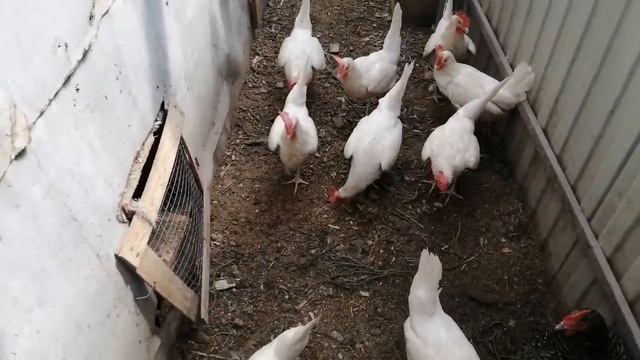 Декалб Уайт.Супер несушка.