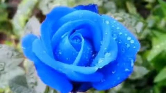 Мантра гармонии, спокойствия, счастья и мандалы смотреть онлайн