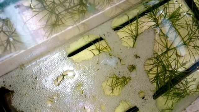 РАЗВЕДЕНИЕ ПЕТУШКОВ ОТ А ДО Я!!! смотреть онлайн