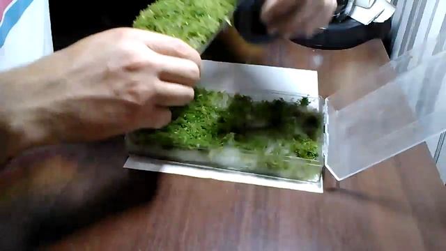 Как сделать задний фон аквариума из риччи Riccia fluitans tank смотреть онлайн