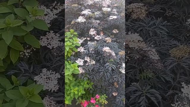 БУЗИНА ЧЁРНАЯ СОРТ "ЕВА".. смотреть онлайн