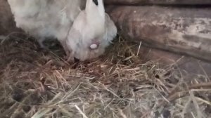 Как курица рожает яйца Несëт яйца
