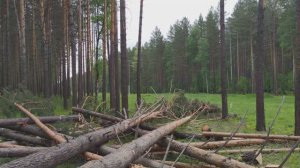 Подготовка к строительству. Вывозим спиленный лес.