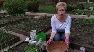 Посадка клубники ? Как увеличить урожай? / Садовый гид