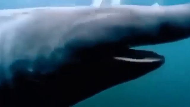 Shark Pog basking shark meme смотреть онлайн