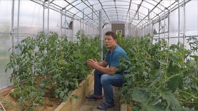 ТОМАТЫ В ИЮНЕ кормить или не кормить и что делать с подозрительными листьями смотреть онлайн