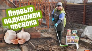 Чем подкормить чеснок весной? Листья больше не будут желтеть!