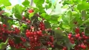 Уникальные сорта красной смородины. Питомник "Сады Урала"