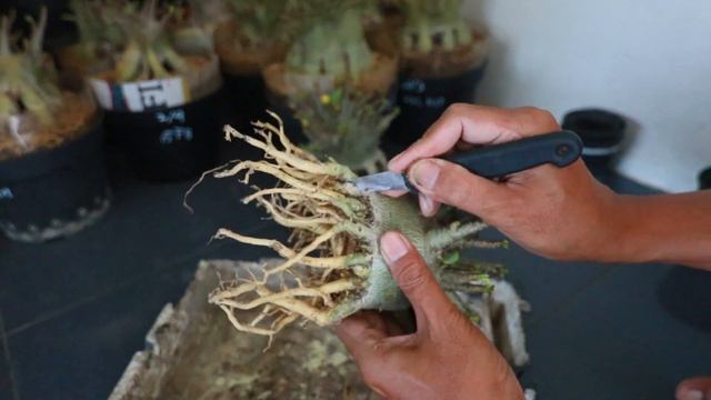 Especially For Beginners Who Often Rot When Planting Adeniums. Desert Rose Bonsai. Arabicum. Obesum