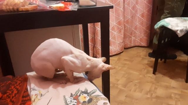 Сфинксы Сфикс  & Канадский Сфинкс