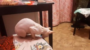 Сфинксы Сфикс  & Канадский Сфинкс