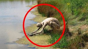 Мистические Существа, Которых Люди Увидели в Реальной Жизни.