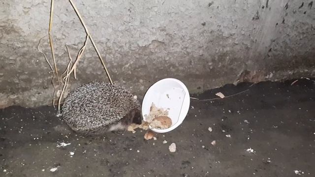 Ёжик ест из кошачей миски/ ёжик ни чего не боится смотреть онлайн
