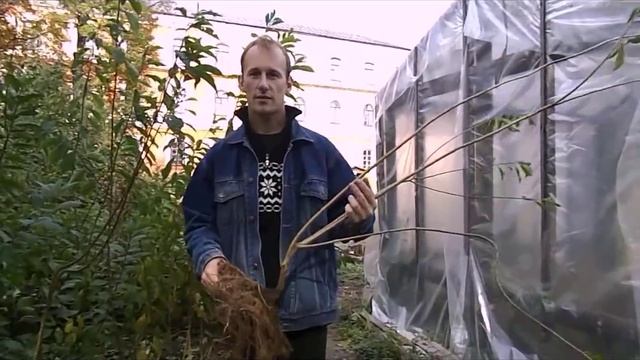 выращивание подвоев косточковых культур смотреть онлайн